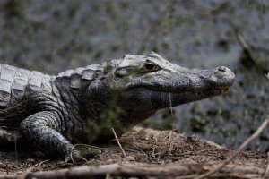 “Vi que sacaron el cuerpo, lo tiraron al aire y comieron”, 10 caimanes devoraron cadáver de un joven en Florida (Foto)