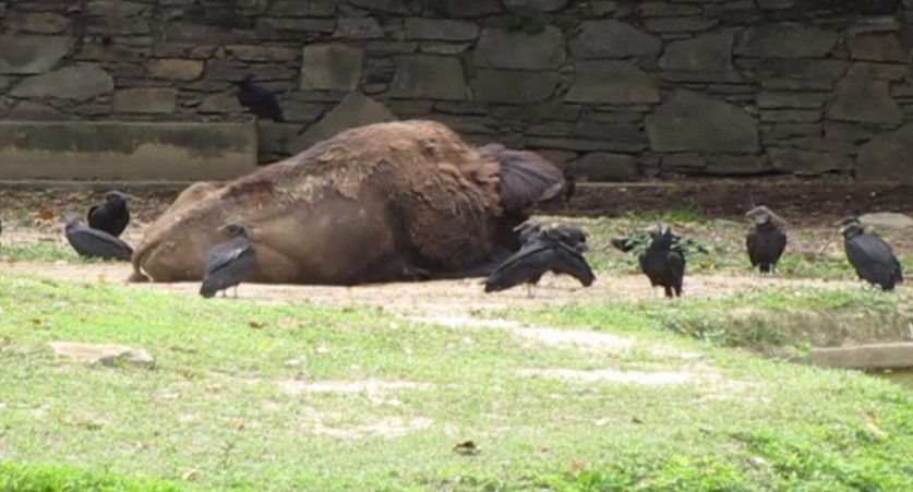 ¡Indignante! Animales del zoológico de Caricuao quedan a la buena de Dios por falta de alimentos