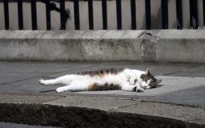 Primeros ministros británicos van y vienen, pero el gato Larry se queda donde está (fotos)