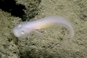 Un pez fantasma es visto vivo por primera vez (video)