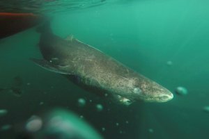 Conoce al tiburón de Groenlandia, el vertebrado más longevo del mundo