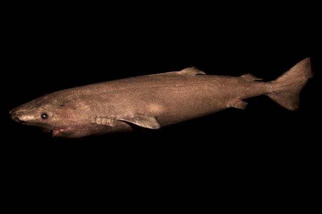 Tiburon de Groenlandia