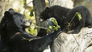 Los osos negros podrían estar resurgiendo en EEUU
