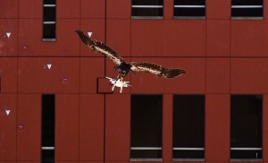 La Policía holandesa utilizará águilas para derribar drones