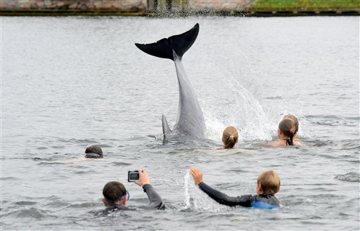 Delfín amistoso conquista a bañistas en Alemania