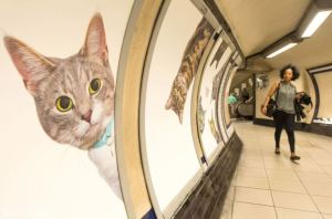 Los anuncios en una estación del Metro de Londres fueron reemplazados con imágenes de gatos (Fotos+Video)