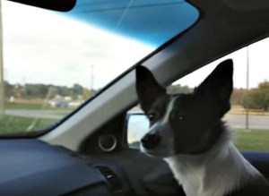 La hermosa reacción de este perro tras llegar al parque para perros (Video)