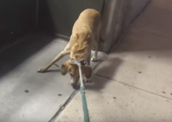 Este hermoso perro se molestó al descubrir que la tienda para mascotas estaba cerraba (Video)