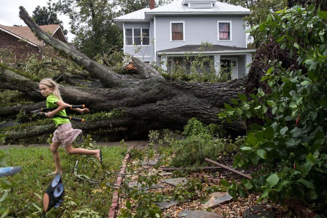 SAVANNAH, GA - OCTOBER 8: Frances Long examines an elm tree that fell in front of her family's home, October 8, 2016 in Savannah, Georgia. Across the Southeast, Over 1.4 million people have lost power due to Hurricane Matthew which has been downgraded to a category 1 hurricane on Saturday morning. Drew Angerer/Getty Images/AFP