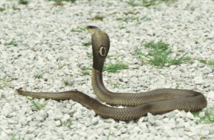 WTF! Medio centenar de cobras se escaparon de un criadero en China y … ¡Ahora la policía las esta buscando!