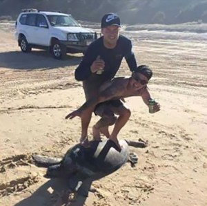 Dos idiotas enfrentan una multa de 20.000 dólares por “surfear” arriba de una tortuga
