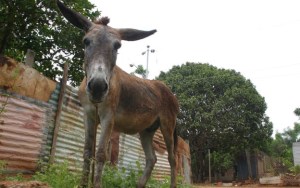 El hambre en Venezuela pone a los burros en peligro de extinción