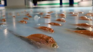 Escándalo por 5.000 peces muertos colocados en una pista de patinaje (fotos)
