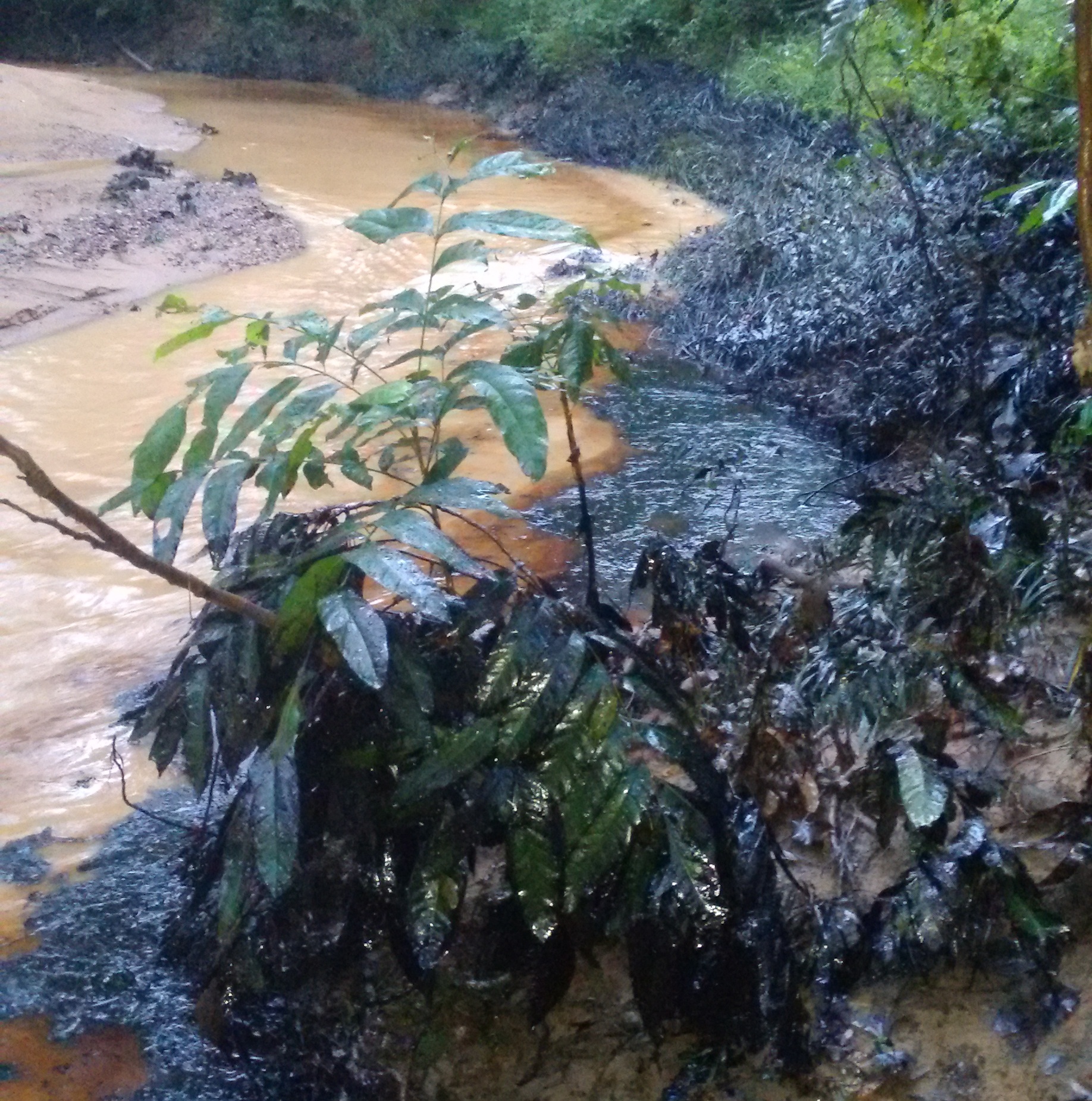 La Faja del Orinoco se debe declarar en emergencia ambiental ante nuevo derrame petrolero