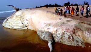 Hallan en una playa de la india el cuerpo del animal marino más grande de la historia