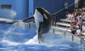Muere Tilikum, la orca asesina de SeaWorld que protagonizó “Blackfish”