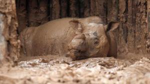 ¡OMG! Los rinocerontes utilizan su estiércol como redes sociales