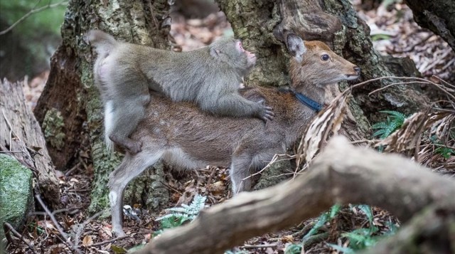 An undated handout picture released on January 10  2017  by the Issekinicho publishing house shows an inter-species sexual behaviour between a male Japanese macaque and female sika deer  in Yakushimaru  Scientists revealed on January 10  2017 the  highly unusual  behaviour of a male monkey filmed trying to have sex with female deer in Japan -- a rare case of inter-species nookie    AFP PHOTO   Editions Issekinicho AND Springer Nature   Alexandre Bonnefoy   RESTRICTED TO EDITORIAL USE - MANDATORY CREDIT  AFP PHOTO   EDITIONS ISSEKINICHO  - SPRINGER NATURE   ALEXANDRE BONNEFOY- NO MARKETING NO ADVERTISING CAMPAIGNS - DISTRIBUTED AS A SERVICE TO CLIENTS