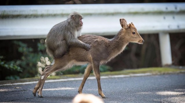 An undated handout picture released on January 10  2017  by the Issekinicho publishing house shows an inter-species sexual behaviour between a male Japanese macaque and female sika deer  in Yakushimaru  Scientists revealed on January 10  2017 the  highly unusual  behaviour of a male monkey filmed trying to have sex with female deer in Japan -- a rare case of inter-species nookie    AFP PHOTO   Editions Issekinicho AND Springer Nature   Alexandre Bonnefoy   RESTRICTED TO EDITORIAL USE - MANDATORY CREDIT  AFP PHOTO   EDITIONS ISSEKINICHO  - SPRINGER NATURE   ALEXANDRE BONNEFOY- NO MARKETING NO ADVERTISING CAMPAIGNS - DISTRIBUTED AS A SERVICE TO CLIENTS