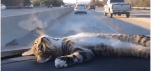 Más “relajao” que gato en tablero de carro en autopista (VIDEO)