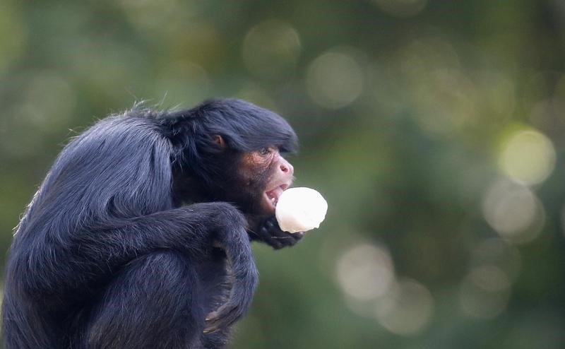 Mono le arrancó dedo a un niño de 19 meses en un zoológico de Portugal
