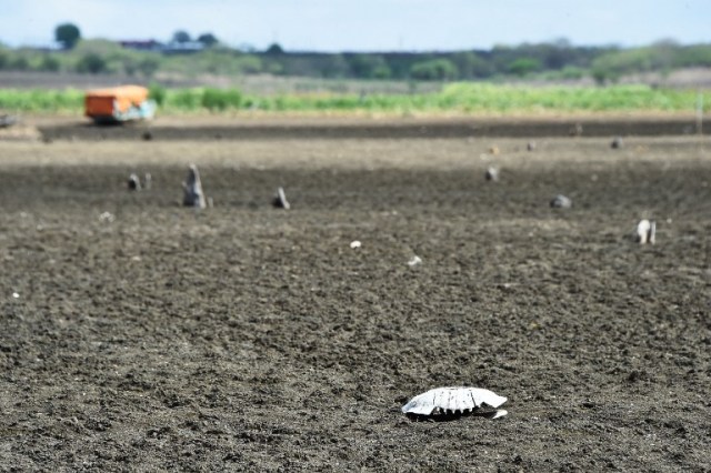 The shell of a Geoffroy?s toadhead turtle (Phrynops geoffroanus) is seen at the dry Cedro reservoir in Quixada, Ceara State, on February 8, 2017. The situation of Brazil's oldest reservoir sumps up the devastiting effects -human and environmental- of the worst drought of the century in the northeast of the country. / AFP PHOTO / EVARISTO SA / TO GO WITH AFP STORY BY CAROLA SOLE