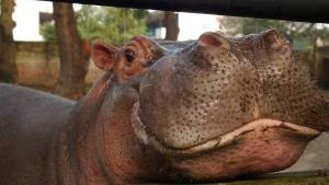Indignación por muerte violenta de hipopótamo en zoológico de El Salvador
