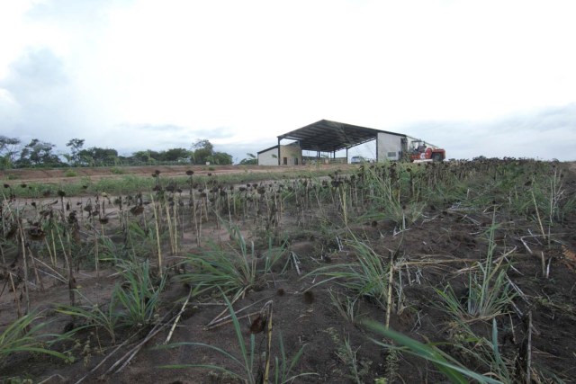 Dry sunflowers are pictured on a field at the entrance of the Sidor steel plant in Puerto Ordaz, Venezuela March 5, 2017. Picture taken March 5, 2017 REUTERS/Stringer FOR EDITORIAL USE ONLY. NO RESALES. NO ARCHIVES.