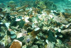 Crucero británico daña arrecifes de coral únicos en Indonesia