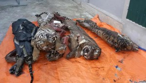 Hallan cinco tigres en un congelador en Vietnam