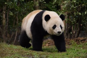 El turismo ha reducido el hábitat de los pandas