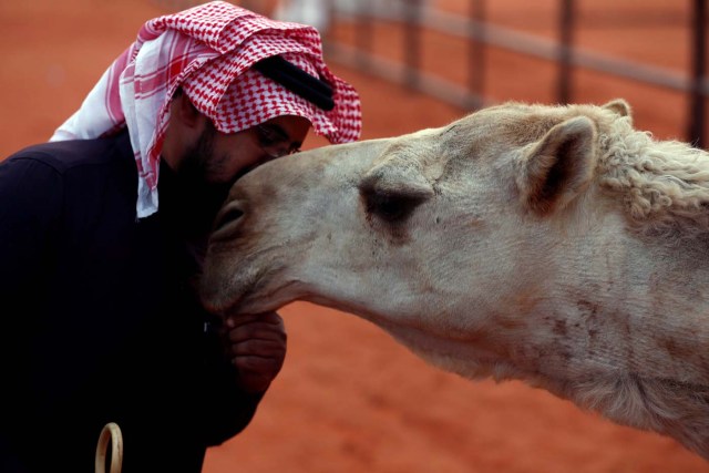 A man kisses a camel during the King Abdulaziz Camel Festival in Rimah Governorate, north-east of Riyadh, Saudi Arabia March 29, 2017. REUTERS/Faisal Al Nasser