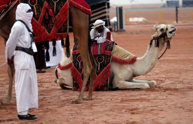 A man leans against a camel during the King Abdulaziz Camel Festival in Rimah Governorate, north-east of Riyadh, Saudi Arabia March 29, 2017. REUTERS/Faisal Al Nasser