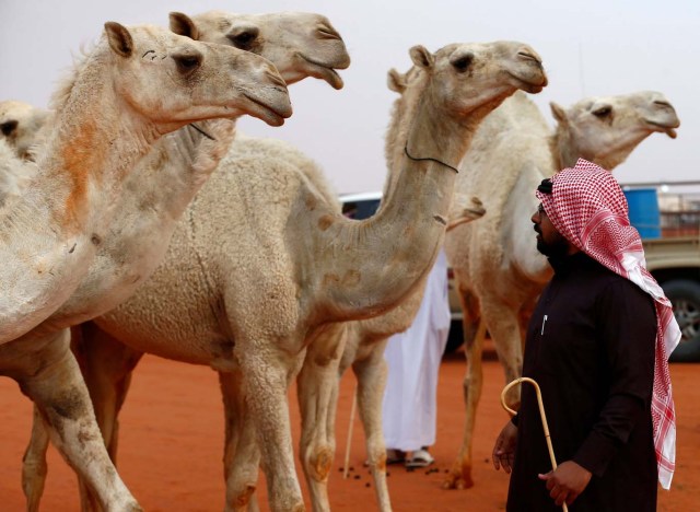 A man stands next to camels during the King Abdulaziz Camel Festival in Rimah Governorate, north-east of Riyadh, Saudi Arabia March 29, 2017. REUTERS/Faisal Al Nasser