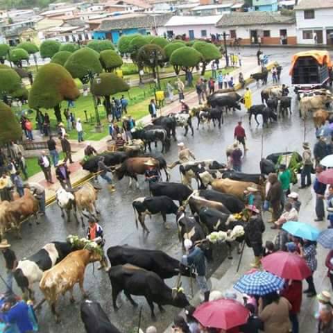 Vacas Mérida Plantón 15May