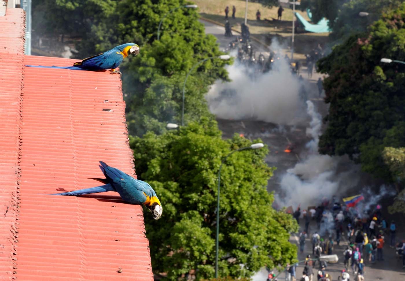 Las guacamayas también son víctimas de la represión de la GNB (foto)