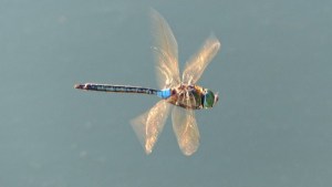 ¡Mujeres agarren dato! Hembras de las libélulas fingen su muerte para evitar a algunos machos