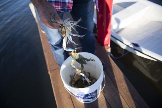 William Eskridge pulls just caught crabs from a bucket in Tangier, Virginia, May 15, 2017, where climate change and rising sea levels threaten the inhabitants of the slowly sinking island. Now measuring 1.2 square miles, Tangier Island has lost two-thirds of its landmass since 1850. If nothing is done to stop the erosion, it may disappear completely in the next 40 years. / AFP PHOTO / JIM WATSON