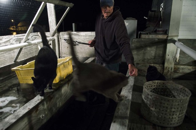 Mayor and waterman James Eskridge feeds his cats as he checks on his soft shell crabs at his shanty during the early morning in Tangier, Virginia, May 16, 2017, where climate change and rising sea levels threaten the inhabitants of the slowly sinking island. Now measuring 1.2 square miles, Tangier Island has lost two-thirds of its landmass since 1850. If nothing is done to stop the erosion, it may disappear completely in the next 40 years. / AFP PHOTO / JIM WATSON