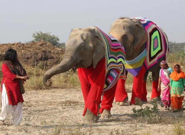 Abrigos-elefantes-India-SF-9