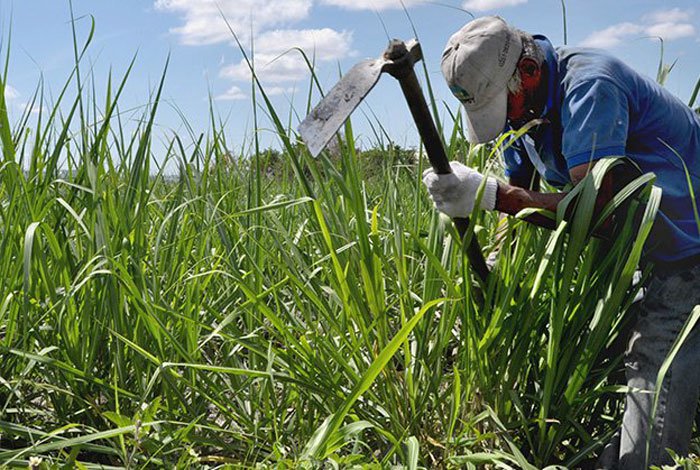 Producción nacional de caña de azúcar solamente cubre el 22,5 % del consumo