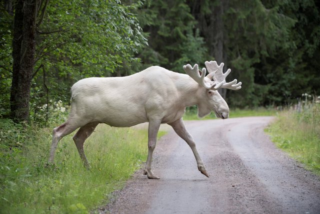 A rare white moose is seen in Gunnarskog, Varmland, Sweden July 31, 2017. Picture taken July 31, 2017. TT News Agency/Tommy Pedersen via REUTERS  ATTENTION EDITORS - THIS IMAGE WAS PROVIDED BY A THIRD PARTY. SWEDEN OUT. NO COMMERCIAL OR EDITORIAL SALES IN SWEDEN         TPX IMAGES OF THE DAY