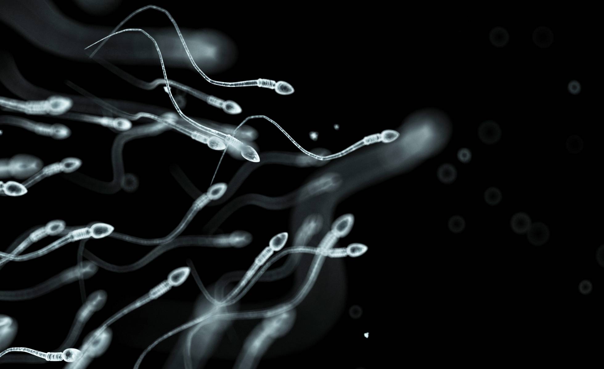 Fin de una creencia de 300 años: Los espermatozoides humanos no nadan moviendo la cola