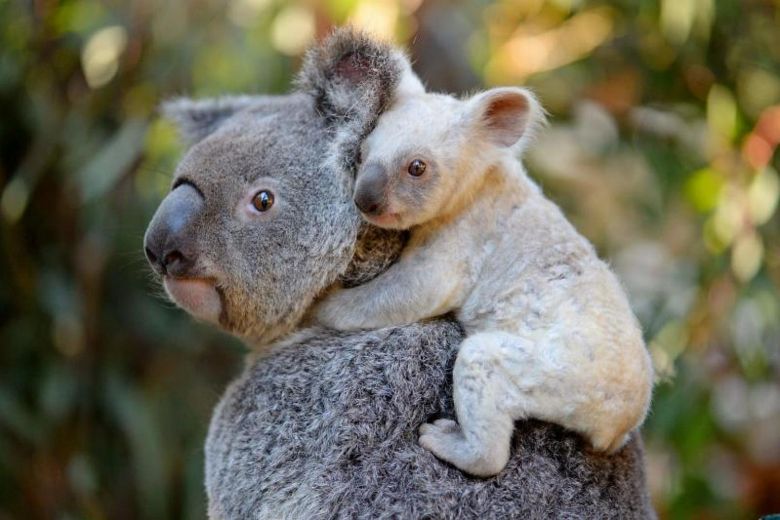 Nació una koala blanca en zoo de Australia (fotos)