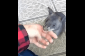 Esta rata enorme arrastra de la mano a una humana para mostrarle su cría (video)