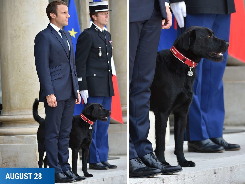Conozca al perro del presidente de Francia. Se llama Nemo y lo tiene en el Palacio del Elíseo (fotos)