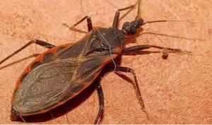 Estudio revela muchos enfermos de Chagas también tienen un parásito intestinal