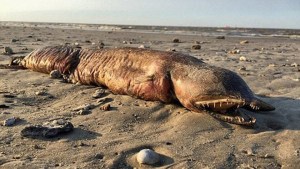 Triple WTF … Una abominable criatura apareció en una playa de Texas (+fotos)