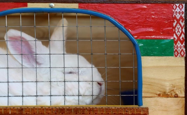 En la imagen se ve un conejo en una jaula de una exposición agrícola el 6 de junio de 2017. REUTERS/Vasily Fedosenko