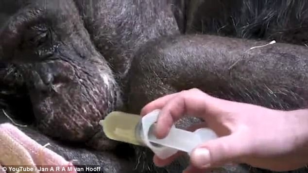 Una ex matriarca chimpancé moribunda se negaba a comer, hasta que vio a su viejo mejor amigo / Foto: Dailymail